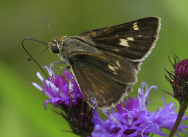 Crossline Skipper
